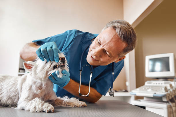 Best Emergency Dental Care for Abscessed Tooth in Uvalde, TX